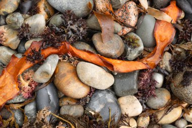 Çeşitli parlak deniz yosunlarıyla karıştırılmış çok renkli çakıl taşlarının renkli kıyı arkaplanı.
