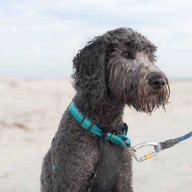 Yüzünde kumla okyanusta oynamaktan sırılsıklam olmuş siyah ve gri bir karalama köpeğinin plaj portresi..