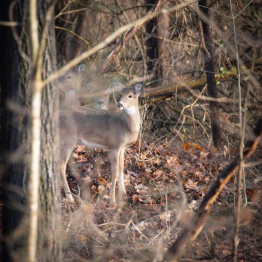 Güneşli bir günde, kış ormanlarında geyik tetikte ama kameradan uzakta..