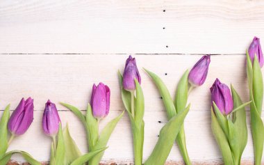 Beyazlatılmış ahşap tahtalarda lale çiçekleri. Çiçekli bahar arka planı.