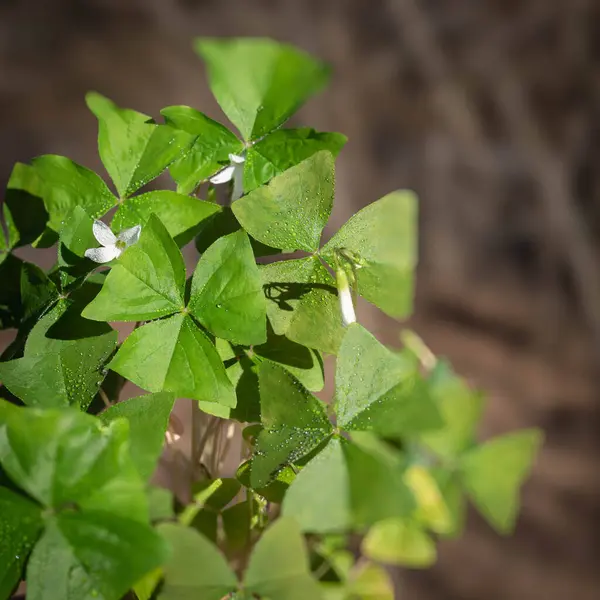 stock image Close up of green shamrock leaf with water drops, selective focus.