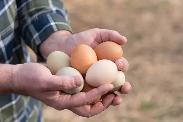 Erkek çiftçi taze, aile yadigarı tavuk yumurtası topluyor. Ellerinde yumurta tutarak.