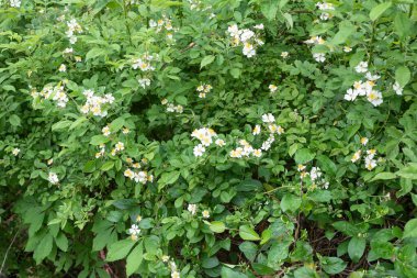 Vahşi böğürtlen çalıları narin beyaz çiçeklerle çiçekleniyor.