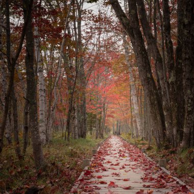Çöl Adası 'ndaki Maine Acadia Ulusal Parkı' nda Jesup Yolu boyunca sonbaharın başlarında.