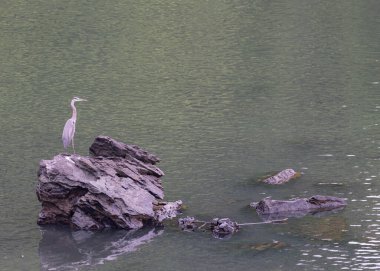 Büyük Mavi Herron, Tennessee 'deki Holston Nehri' nde bir kayanın üzerine tünemişti..