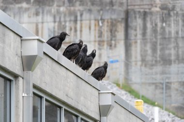 Kara akbaba, Coragyps atratus, Amerikan kara akbabası olarak da bilinir..