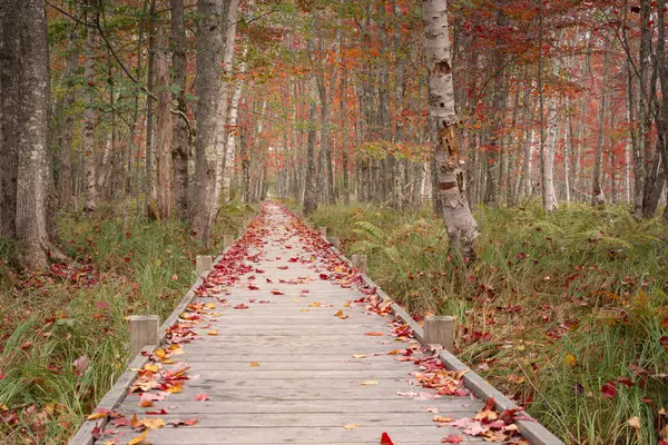 stock image Early autumn along Jesup Path in Acadia National Park in Maine on Mount Desert Island.