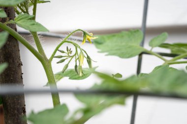 Çeri domates bitkisi. Bahçe işleri. Sarı çiçek ve küçük yeşil domatesler.
