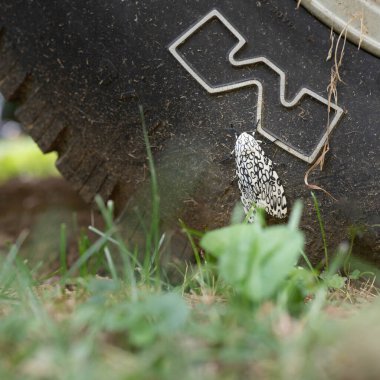 A giant leopard moth on an abandoned truck tire. clipart