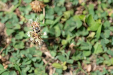 Yanardöner kanatlı bal arısı, küçük beyaz çiçekler, üst manzara.