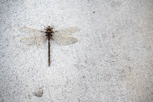 stock image Top view of dead dragonfly on concrete sidewalk