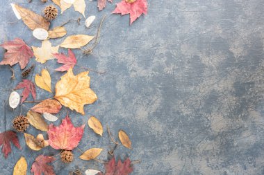 Çam kozalaklarıyla sonbahar arkaplanı, mavi-gri ve beyaz desenli arka planda renkli sonbahar yaprakları, kopyalama alanı ile.