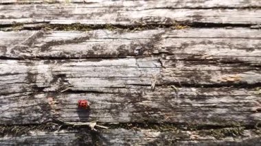Kırmızı ve siyah uğur böceği bir kütüğü delip geçiyor. Acele bir konsept..
