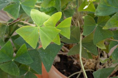 Shamrock house plant, oxalis triangularis, background, close-up with water drops. clipart