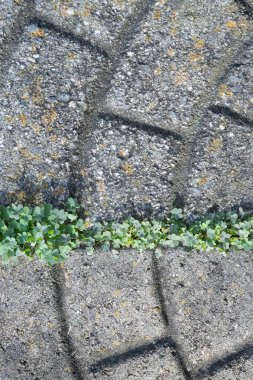 Kıvrımlı çizgileri olan desenli arka planlar ve bir sıra yonca. Aziz Patrick Günü arkaplanı.