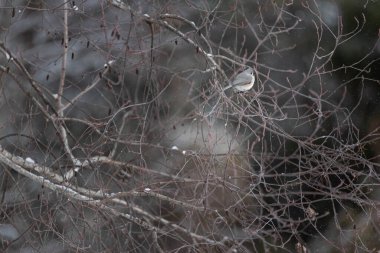 Doğu Tennessee 'de kar yağışlı bir günde ağaç dalına tünemiş memeli fare kuşu.