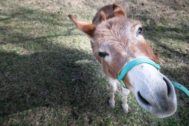 Eşek kameraya bakıyor kulakları arkada, burnu önde.