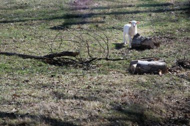 Otlakta durup kameraya bakan tek bir beyaz kuzu..