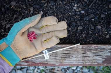 Eldivenli el, bir kutu bitkisinin içinde toprağın üstünde ıspanak tohumları tutuyor..