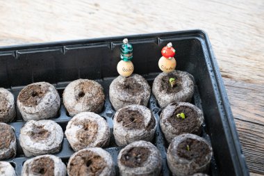 Sıkıştırılmış turba topaklarından çıkan küçük kişniş filizleri ya da bahçıvanların tohumlarını yetiştirmek için kullanılan kapsüller..