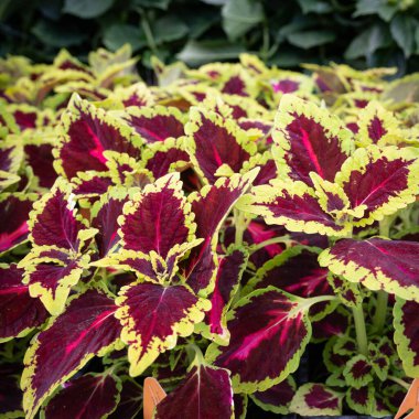 Ruby Coleus çiçekleri, yakın plan, botanik arka plan.