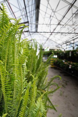 Arka planda bulanık sera bitkileriyle sol kenarda büyük yeşil eğreltiotu çerçevesi.