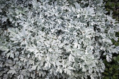 Dusty miller (Jacobaea maritima), gümüş tozu bitkileri olarak da bilinir.