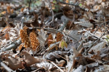 Ayı mısırı olarak bilinen, çiçek açan Amerikan kanser kökü (Conopholis American) ve meşe ağaçlarına yapışan kızılderili kökü, daimi, fotosentez yapmayan, ya da aklorofilöz, parazit bitkiler..