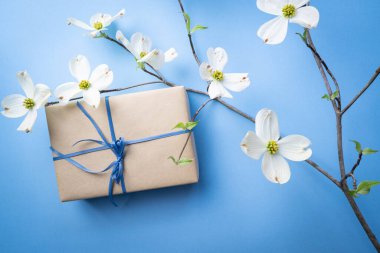 Bahar temalı hediye verme konsepti, hediyeli mavi arka plan ve beyaz köpek ağacı çiçekleri..