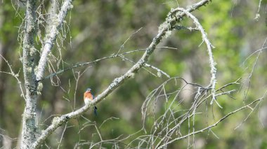 Erkek Doğu Mavi Kuş, sialia sialis, baharda bir ağaç dalına tünemiş..