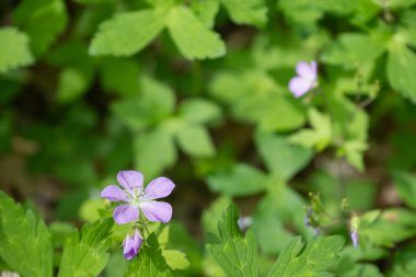 Vahşi sardunya, sardunya maculatum, pembe kır çiçeği çiçek.