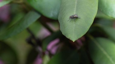 Geniş kahverengi gözleri, siyah ve gri vücudu ve yeşil bir rhododendron yaprağı üzerinde parlak kanatları olan yaygın ev sineği.