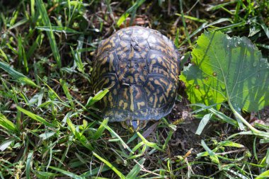 Doğu Kutu Kaplumbağası, Terrapene Carolina, Sabah güneşinde çimenli bir tarlada.