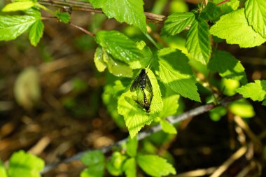 Mayıs 'ın ortasında Kuzeydoğu Tennessee' de yabani bir böğürtlen sarmaşığında çiftleşen iki altın sırtlı çulluk sineği. Krisopilus toracicus.
