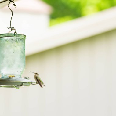 Dişi, yakut boğazlı sinekkuşu bir besleyicinin üzerinde oturuyor.