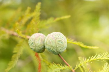 Buruşuk, yumru yumru, kel bir selvi ağacının meyveleri veya konileri, Taksonyum distichum, yakın plan..