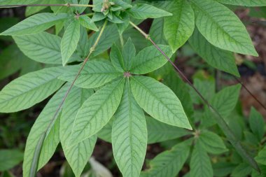 Yeşile yakın çekim, bir örümcek çiçeğinin yedi yaprak kümesi, Cleome.
