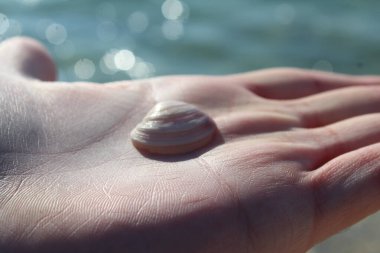 Sahilde insan avucunun içinde duran istiridye kavramı