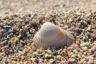 Kışın kumsalda temiz deniz havası ve kumların arasında midye kavramı.