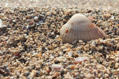 Kışın kumsalda temiz deniz havası ve kumların arasında midye kavramı.