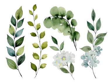 Dalları ve çiçekleri olan suluboya botanik çiçekleri.