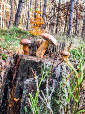Bir sonbahar günü ormandaki kenevir üzerinde mantarlar