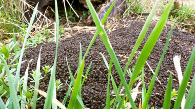 Baharın başında büyük bir karınca yuvası.
