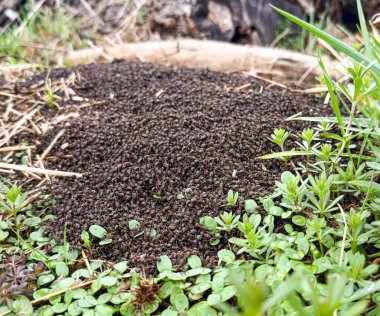 Baharın başında büyük bir karınca yuvası.