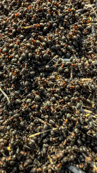 Baharın başında büyük bir karınca yuvası.