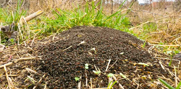 Baharın başında büyük bir karınca yuvası.