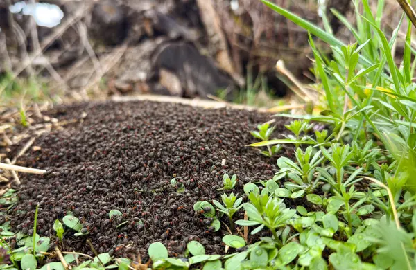 Baharın başında büyük bir karınca yuvası.