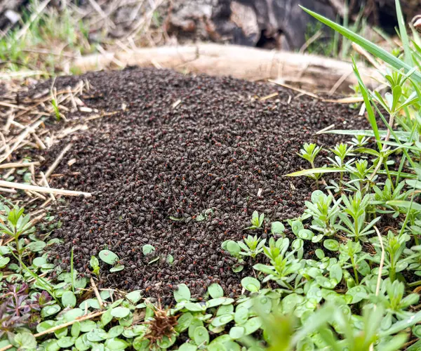 Baharın başında büyük bir karınca yuvası.