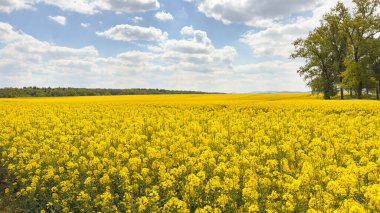 Bulutların arka planında açan kolza tohumu