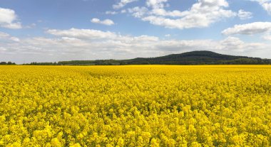 Bulutların arka planında açan kolza tohumu